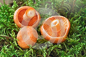 Raw Saffron milk cap mushrooms on on moss background. Lactarius deliciosus mushroom closeup. Forest mushroom. Selective focus