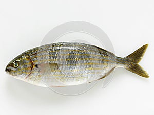 Raw salema