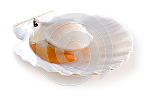 Raw scallop shell