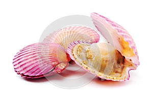Raw scallop shell