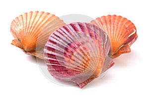 Raw scallop shell