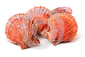 Raw scallop shell