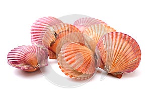 Raw scallop shell