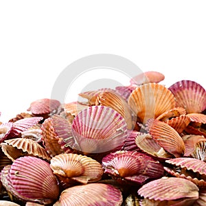 Raw scallop shell
