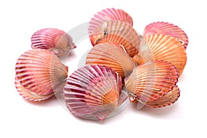 Raw scallop shell