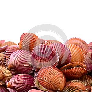 Raw scallop shell