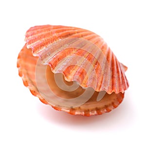 Raw scallop shell