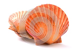 Raw scallop shell