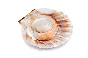 Raw scallop on white