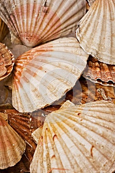 Raw scallops