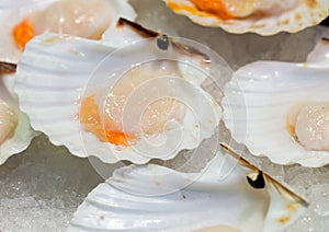 Raw scallops on ice