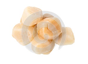 Raw Scallops isolated on white