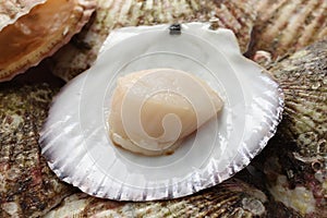 Raw scallops, opened shell