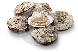 Raw scallops, opened shell