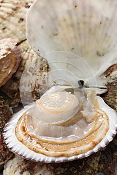 Raw scallops, opened shell