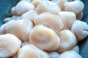 Raw scallops prepared for party