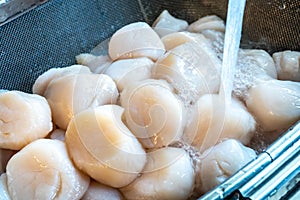 Raw scallops prepared for party