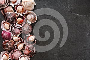 Raw scallops on slate stone background. Seafood, Shellfish, top view, flat lay