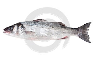 Raw sea bass photo