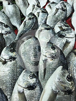 Raw sea bream photo