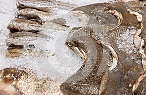 Raw sea fish Pollock and flounder among the ice in the refrigerator