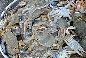 Raw sea food