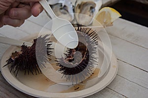 Raw sea urchin appetizer with lemon photo