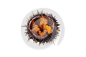 Raw sea urchin, delicacy