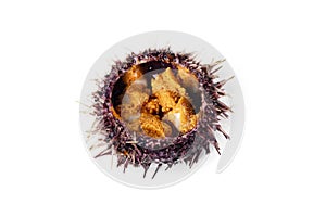 Raw sea urchin, delicacy