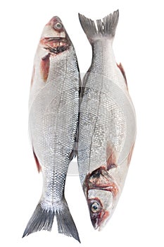 Raw Seabass Fish Isolated