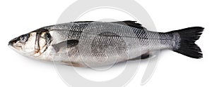 Raw Seabass