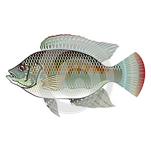 Raw Seafood Tilapia