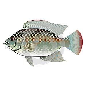 Raw Seafood Tilapia photo