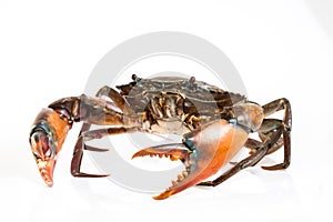 Raw serrated mud crab photo