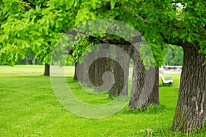 Raw of several trees in park in spring time