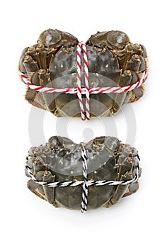 Raw shanghai hairy crabs(male and female)