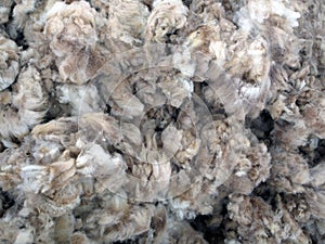 Raw Sheared Sheep Wool