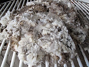 Raw Sheared Sheep Wool photo