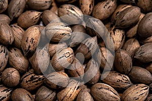 Raw in shell Pecan nuts