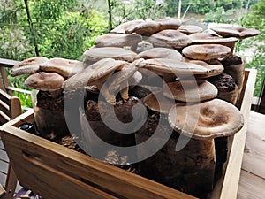 Raw shiitake mushrooms