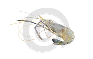 Raw shrimp isolated