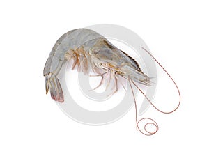 raw shrimp isolated on white