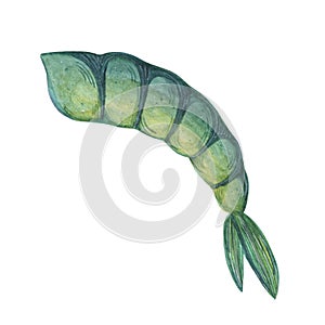 Raw shrimp. Watercolor illustration isolated on white background. Seafood sketch, king or tiger prawn. Fresh sea animal