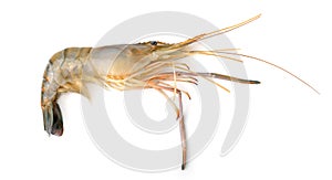 Raw shrimps on white background