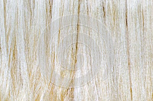 Raw silk thread in the silk farm