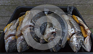 Raw silver sea bream fish