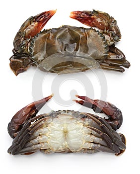 Raw soft shell crab