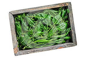 Raw spinach leaves in a wooden box. Natural Isolated on white background. photo