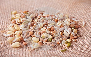 Raw sprouted cereal germ for healthy food on a brown napkin