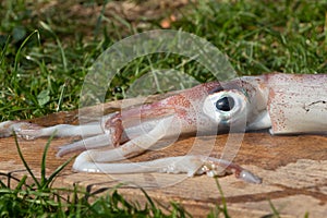 Raw squid